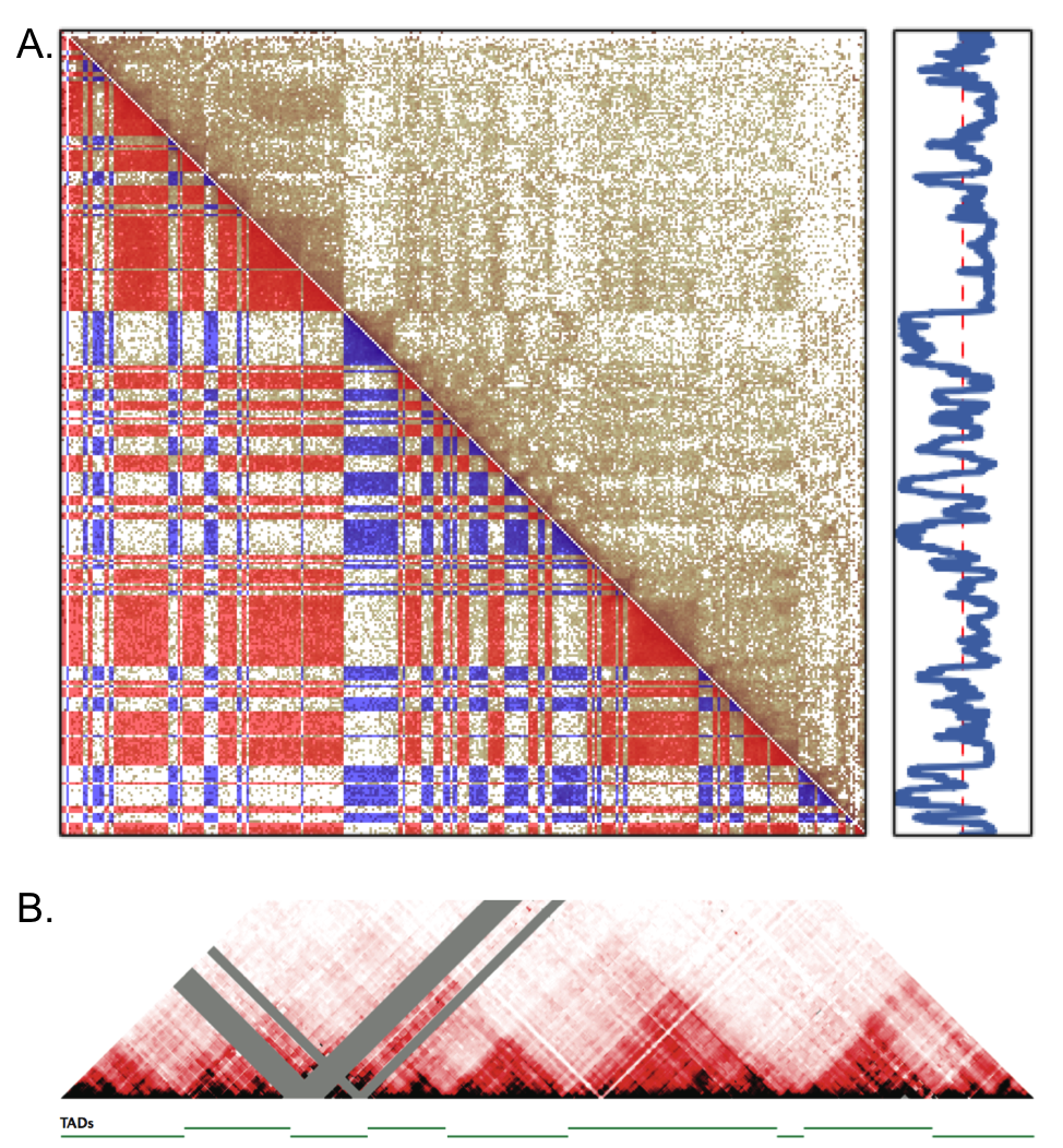 features in Hi-C maps